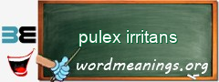 WordMeaning blackboard for pulex irritans